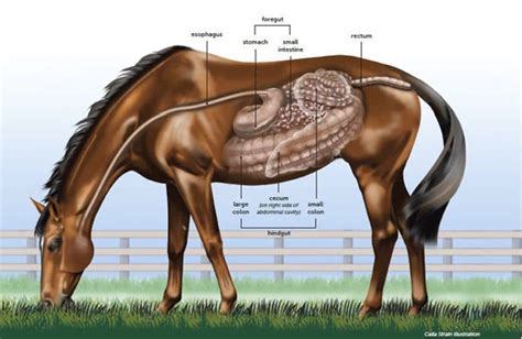 The Importance of Mare Magic in Supporting Neutered Horses' Overall Well-being